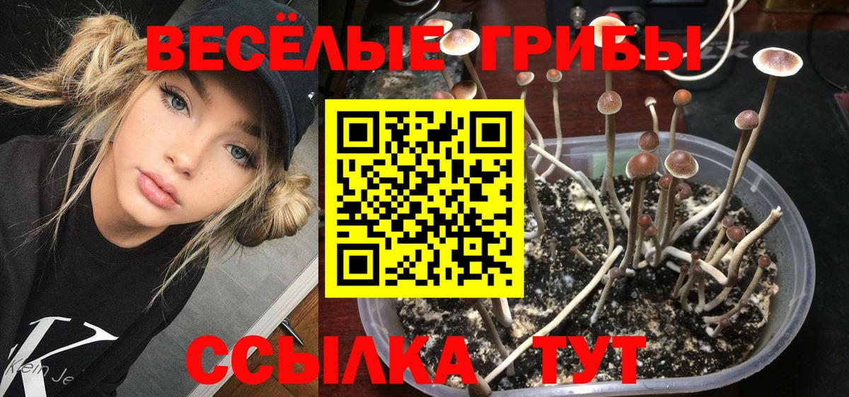 Псилоцибиновые грибы Cubensis Чита